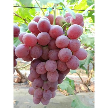 Fresh Red Red Grapes