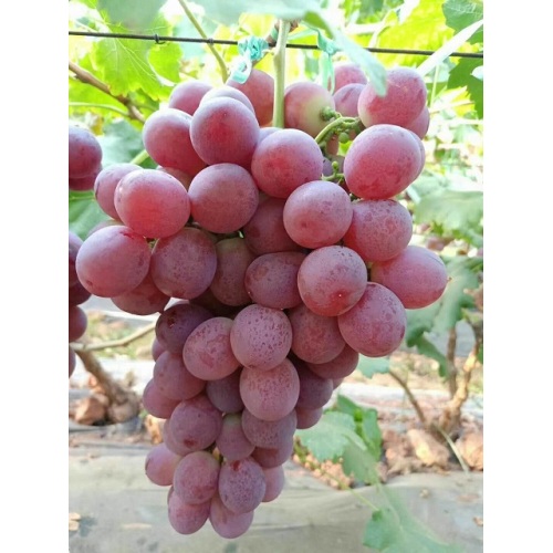 Fresh Red Red Grapes