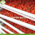 Bacca di Goji certificata organica secca nutrizionale di fabbrica