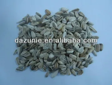 White Sunflower Seeds for Bird