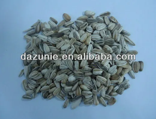 White Sunflower Seeds for Bird