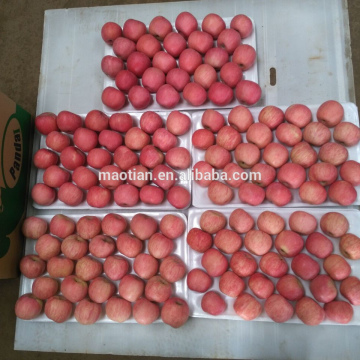 China Fresh Apple Fruit 2015 from Yantai