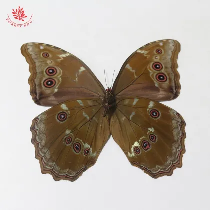 Rare Large Blue Morpho Butterfly Teaching Specimen - Real Butterfly