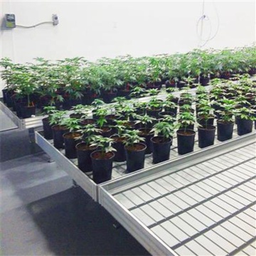 Rolling Benches Hydroponic Trays Grow Table for Greenhouse Seedbed
