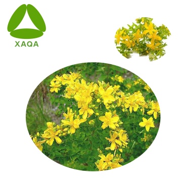 Weeping Forsythia Extract Powder 10:1 New Product