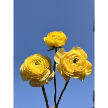 বিবাহ এবং সাজসজ্জার জন্য তাজা হলুদ রানুনকুলাস