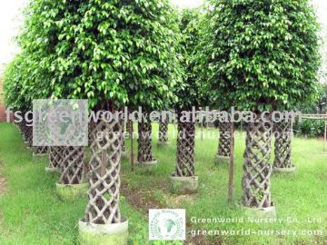 Ficus benjamina nursery