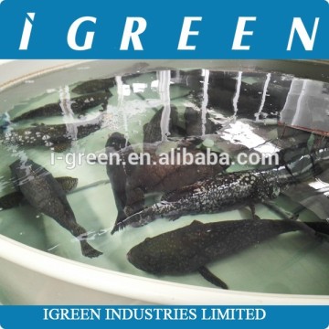 Recirculation aquaculture system for fish