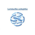 Lactobacillus acidophilus