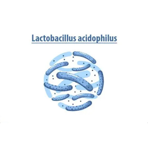 Lactobacillus acidophilus