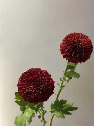 Red Ping pong chrysanthemum