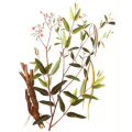 Pure Apocynum Venetum Extract for Optimal Health and Safety