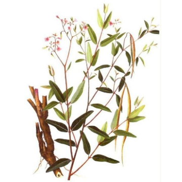Pure Apocynum Venetum Extract for Optimal Health and Safety