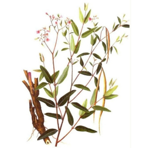 Pure Apocynum Venetum Extract for Optimal Health and Safety