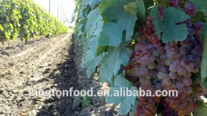 taste sweet and seedless dried red raisin