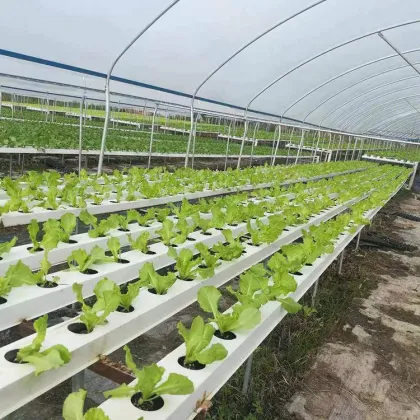 Professional NFT Hydroponic Channel Systems for Commercial Vegetable Growing - 10x5cm Soilless Hydroponics