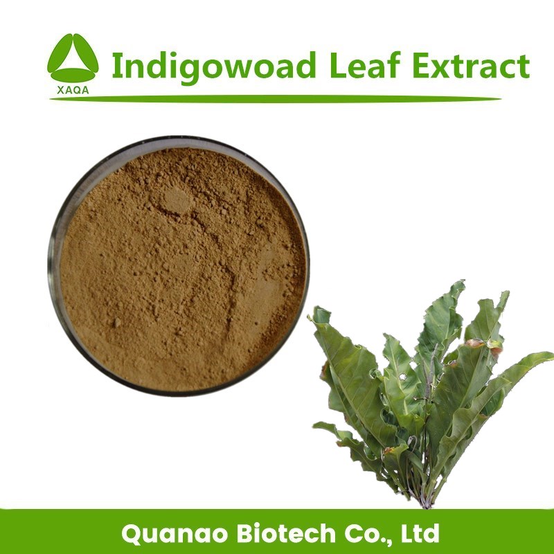 IndigoWoad Leaf Extract Powder Folium Isatidis PE 10: 1