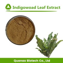 Indigowoad Leaf Extract Powder Folium Isatidis P.E. 10:1
