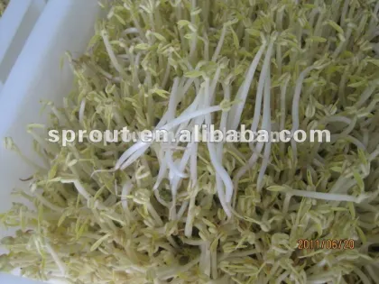 2015 HOT Automatic bean sprouts machine, mung bean sprouts making machine