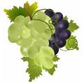 Óleo aromatizante de uva altamente concentrado