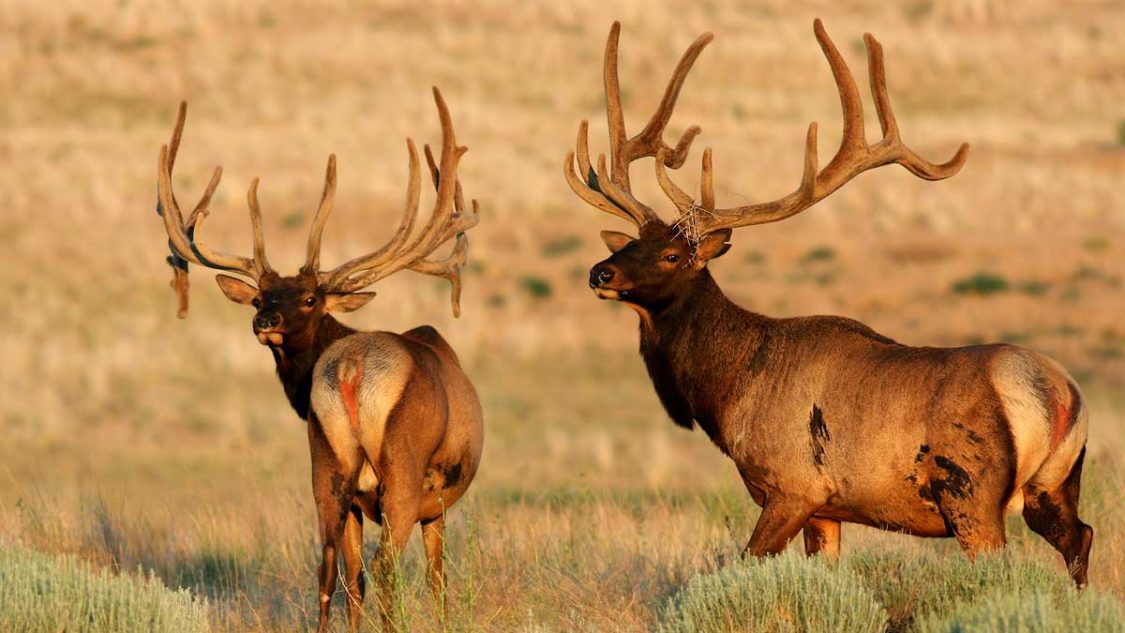 Mike-D-Guthrie_Hanford-elk_Free-5-1125x633