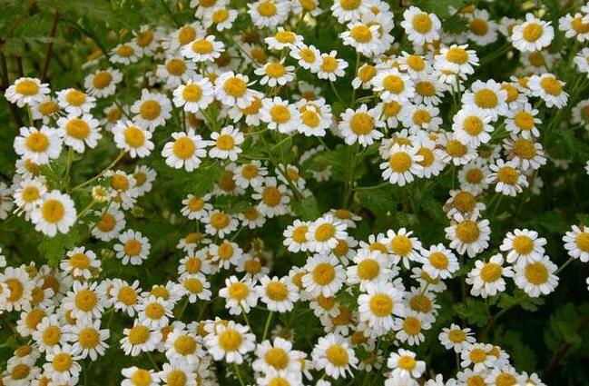 Undiluted Chamomile Hydrosol OEM Wholesale Bulk