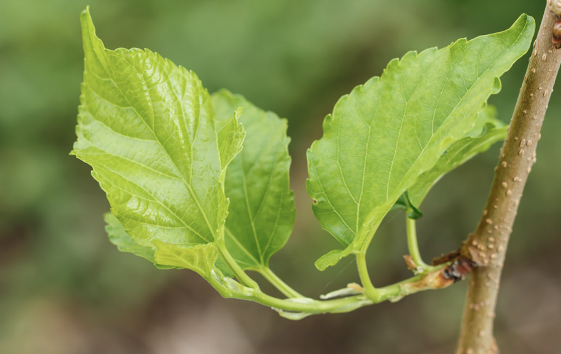 Herbal Mulberry Leaf Extract Powder