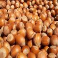 Wholesale Hazelnut Top Quality Competitive Price