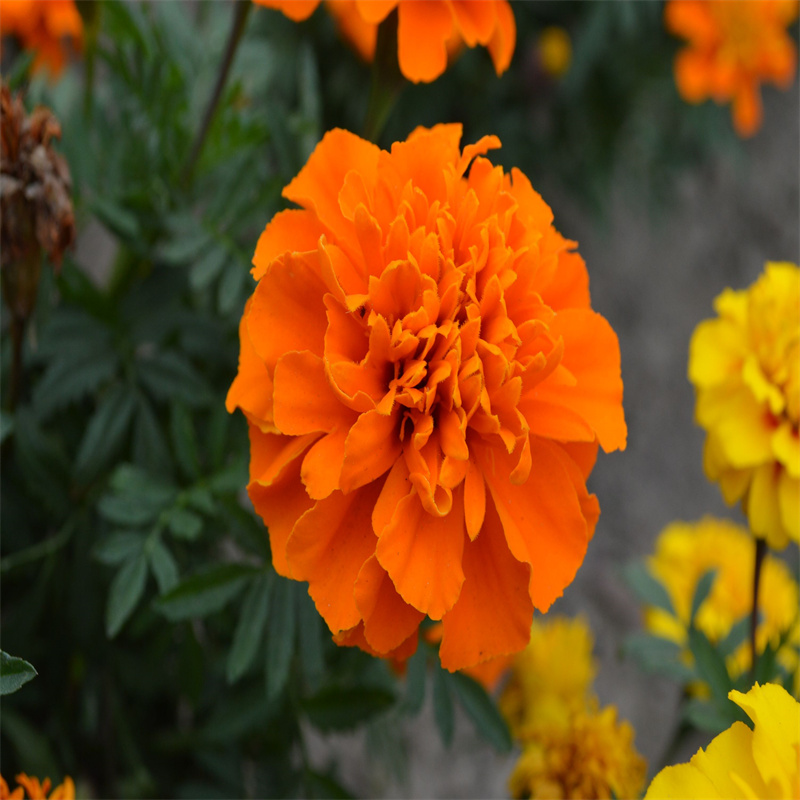 Marigold