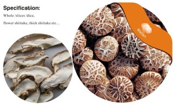Organic dried shiitake mushroom prices wholesale slicing                        
                                                Quality Choice
