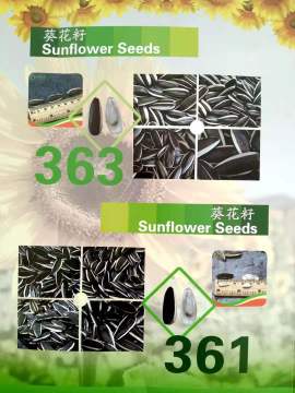 New crop high quality sunflower seeds 361 from Inner Mongolia