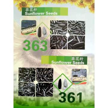 New crop high quality sunflower seeds 361 from Inner Mongolia