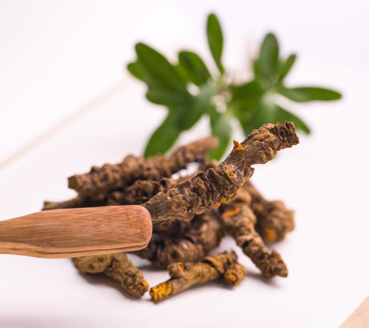 coptis chinensis root