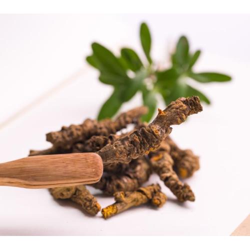 Coptis Chinensis Root Extract Sale