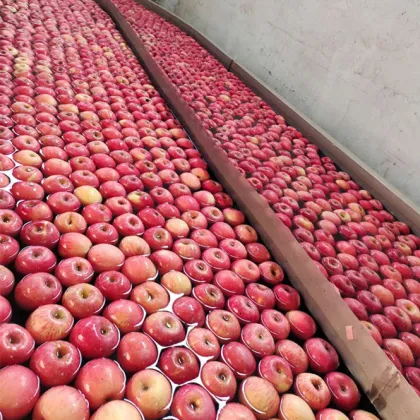 Qia Xia Paper Bagged Fuji Apples