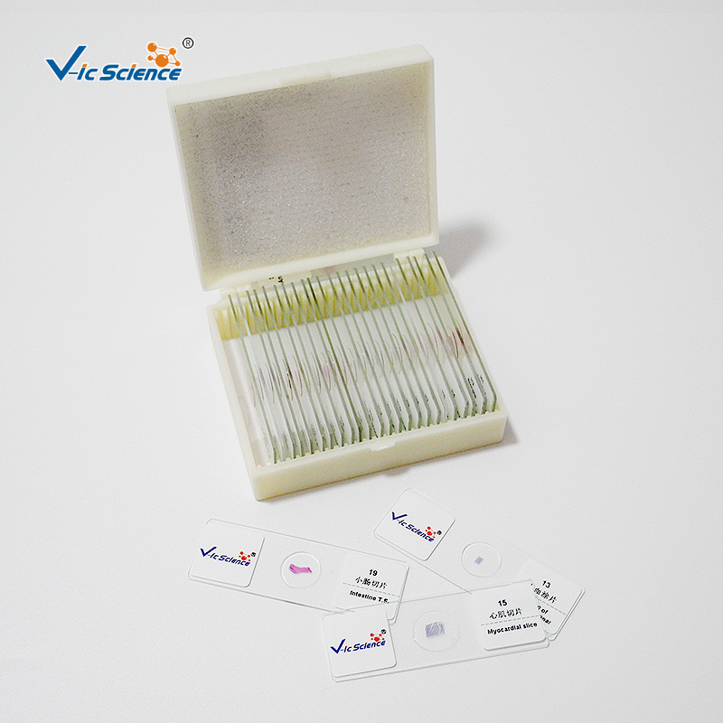 Microscope Slides