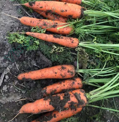 Red Carrots of Vegetables Exporting Field