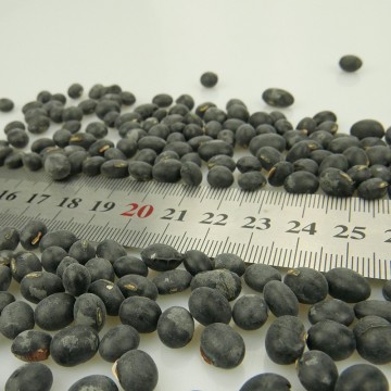 Crude Crop Big Black Beans With Green Kernel