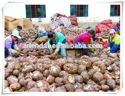 instant konjac noodles