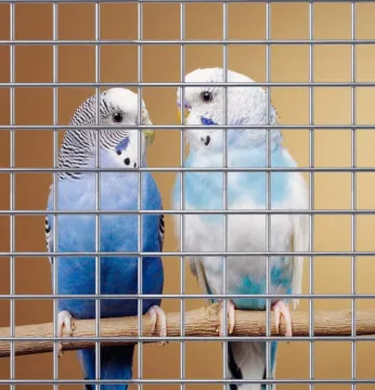 Galvanized Welded Wire Mesh For Bird Cage