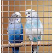 PVC Coating Welded Wire Mesh 1/4