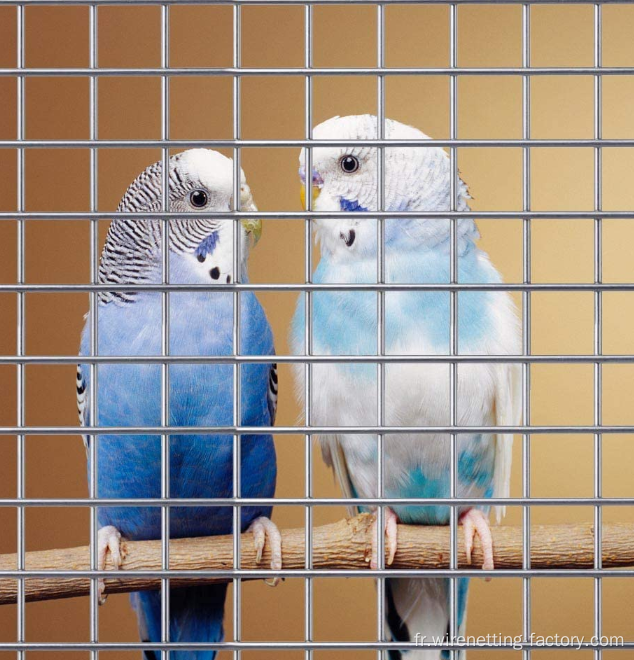 Mois métallique soudée galvanisée pour cage à oiseaux