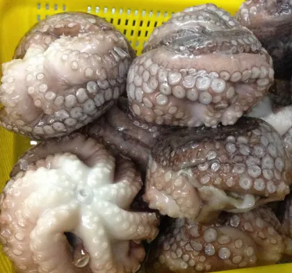 Price Of Frozen Fresh Octopus