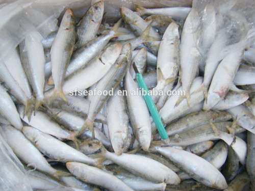 canned fish factory sardine fish