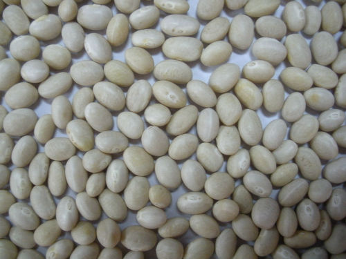 2013 new crop navy beans(655)