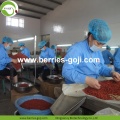 Approvisionnement d&#39;usine Fruits en vrac Sun Dry Goji Berry