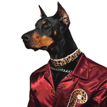 Kerah anjing mofesipi: kerah peliharaan cetak macan tutul untuk anak anjing dan anjing sedang