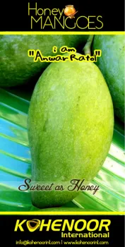 Mango Langra variety