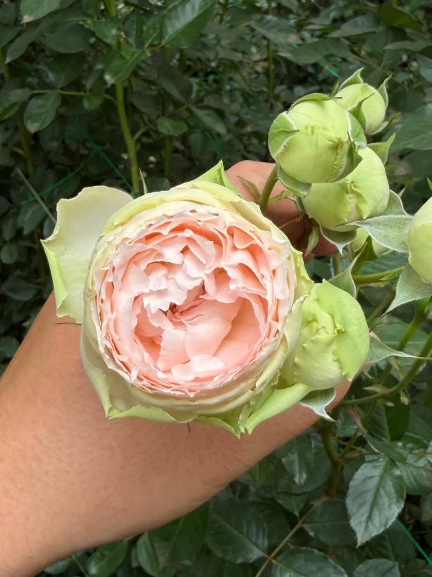 Baby Chameleon Spray Rose