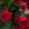 Extrait de fleurs de rose rouge de qualité alimentaire